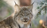 Kanadski lynx